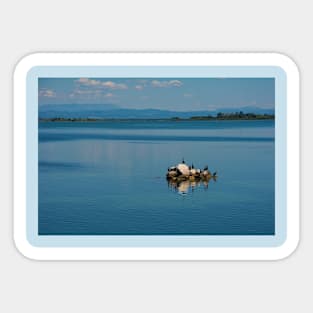 Cormorants in Grado Lagoon, Italy Sticker